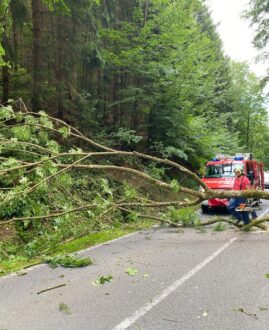 Umgestürzter Baum