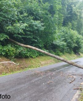 Baum über Straße
